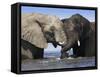 Two African Elephants Playing in River Chobe, Chobe National Park, Botswana-Tony Heald-Framed Stretched Canvas