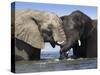 Two African Elephants Playing in River Chobe, Chobe National Park, Botswana-Tony Heald-Stretched Canvas