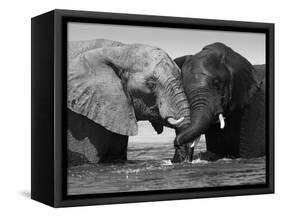 Two African Elephants Playing in River Chobe, Chobe National Park, Botswana-Tony Heald-Framed Stretched Canvas