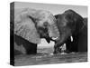 Two African Elephants Playing in River Chobe, Chobe National Park, Botswana-Tony Heald-Stretched Canvas