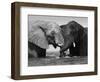 Two African Elephants Playing in River Chobe, Chobe National Park, Botswana-Tony Heald-Framed Premium Photographic Print