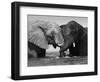 Two African Elephants Playing in River Chobe, Chobe National Park, Botswana-Tony Heald-Framed Premium Photographic Print