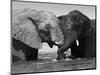 Two African Elephants Playing in River Chobe, Chobe National Park, Botswana-Tony Heald-Mounted Premium Photographic Print