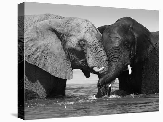 Two African Elephants Playing in River Chobe, Chobe National Park, Botswana-Tony Heald-Stretched Canvas