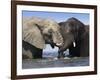 Two African Elephants Playing in River Chobe, Chobe National Park, Botswana-Tony Heald-Framed Photographic Print