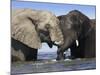 Two African Elephants Playing in River Chobe, Chobe National Park, Botswana-Tony Heald-Mounted Photographic Print