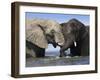 Two African Elephants Playing in River Chobe, Chobe National Park, Botswana-Tony Heald-Framed Photographic Print