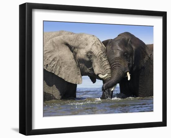 Two African Elephants Playing in River Chobe, Chobe National Park, Botswana-Tony Heald-Framed Photographic Print