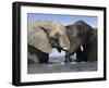 Two African Elephants Playing in River Chobe, Chobe National Park, Botswana-Tony Heald-Framed Photographic Print