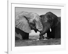 Two African Elephants Playing in River Chobe, Chobe National Park, Botswana-Tony Heald-Framed Photographic Print