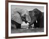 Two African Elephants Playing in River Chobe, Chobe National Park, Botswana-Tony Heald-Framed Photographic Print