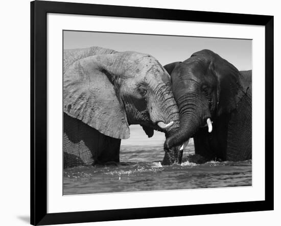 Two African Elephants Playing in River Chobe, Chobe National Park, Botswana-Tony Heald-Framed Photographic Print