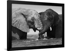 Two African Elephants Playing in River Chobe, Chobe National Park, Botswana-Tony Heald-Framed Photographic Print