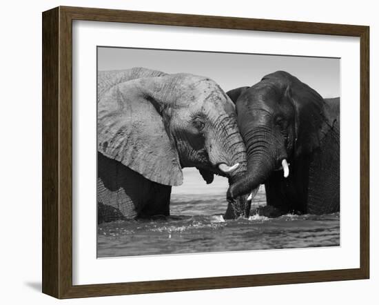 Two African Elephants Playing in River Chobe, Chobe National Park, Botswana-Tony Heald-Framed Photographic Print