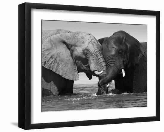 Two African Elephants Playing in River Chobe, Chobe National Park, Botswana-Tony Heald-Framed Photographic Print