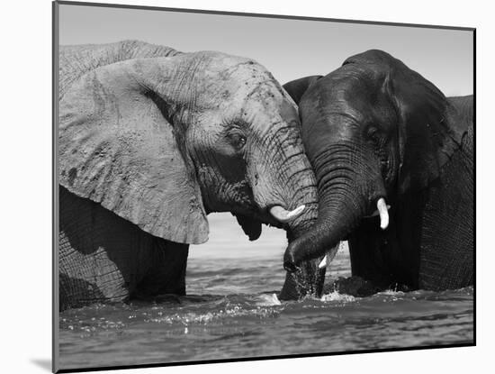 Two African Elephants Playing in River Chobe, Chobe National Park, Botswana-Tony Heald-Mounted Photographic Print