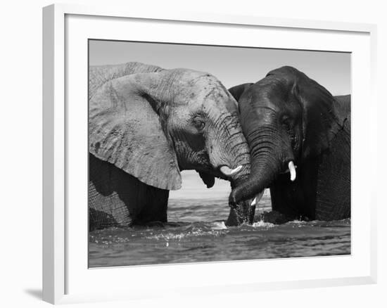 Two African Elephants Playing in River Chobe, Chobe National Park, Botswana-Tony Heald-Framed Photographic Print