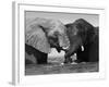 Two African Elephants Playing in River Chobe, Chobe National Park, Botswana-Tony Heald-Framed Photographic Print