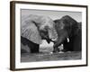 Two African Elephants Playing in River Chobe, Chobe National Park, Botswana-Tony Heald-Framed Photographic Print