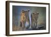 Two African Lion (Panthera Leo) Cubs Walking On A Path. Okavango Delta, Botswana-Wim van den Heever-Framed Photographic Print