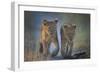 Two African Lion (Panthera Leo) Cubs Walking On A Path. Okavango Delta, Botswana-Wim van den Heever-Framed Photographic Print