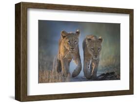 Two African Lion (Panthera Leo) Cubs Walking On A Path. Okavango Delta, Botswana-Wim van den Heever-Framed Photographic Print