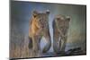 Two African Lion (Panthera Leo) Cubs Walking On A Path. Okavango Delta, Botswana-Wim van den Heever-Mounted Photographic Print
