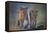 Two African Lion (Panthera Leo) Cubs Walking On A Path. Okavango Delta, Botswana-Wim van den Heever-Framed Stretched Canvas