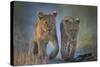 Two African Lion (Panthera Leo) Cubs Walking On A Path. Okavango Delta, Botswana-Wim van den Heever-Stretched Canvas