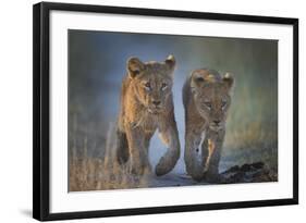 Two African Lion (Panthera Leo) Cubs Walking On A Path. Okavango Delta, Botswana-Wim van den Heever-Framed Photographic Print