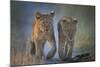 Two African Lion (Panthera Leo) Cubs Walking On A Path. Okavango Delta, Botswana-Wim van den Heever-Mounted Photographic Print