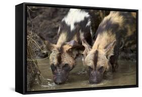 Two African Wild Dogs (African Hunting Dog) (Cape Hunting Dog) (Lycaon Pictus) Drinking-James Hager-Framed Stretched Canvas