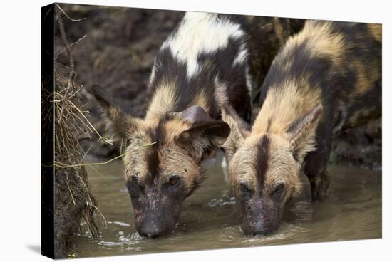 Two African Wild Dogs (African Hunting Dog) (Cape Hunting Dog) (Lycaon Pictus) Drinking-James Hager-Stretched Canvas