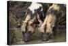 Two African Wild Dogs (African Hunting Dog) (Cape Hunting Dog) (Lycaon Pictus) Drinking-James Hager-Stretched Canvas