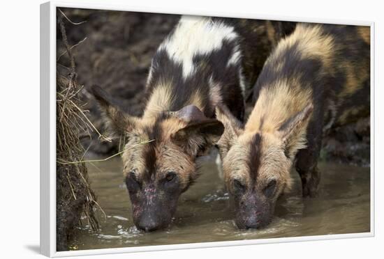 Two African Wild Dogs (African Hunting Dog) (Cape Hunting Dog) (Lycaon Pictus) Drinking-James Hager-Framed Photographic Print