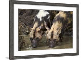 Two African Wild Dogs (African Hunting Dog) (Cape Hunting Dog) (Lycaon Pictus) Drinking-James Hager-Framed Photographic Print