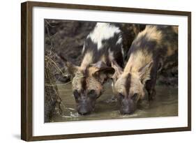 Two African Wild Dogs (African Hunting Dog) (Cape Hunting Dog) (Lycaon Pictus) Drinking-James Hager-Framed Photographic Print