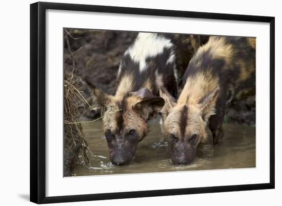 Two African Wild Dogs (African Hunting Dog) (Cape Hunting Dog) (Lycaon Pictus) Drinking-James Hager-Framed Photographic Print