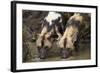 Two African Wild Dogs (African Hunting Dog) (Cape Hunting Dog) (Lycaon Pictus) Drinking-James Hager-Framed Photographic Print