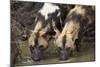 Two African Wild Dogs (African Hunting Dog) (Cape Hunting Dog) (Lycaon Pictus) Drinking-James Hager-Mounted Photographic Print