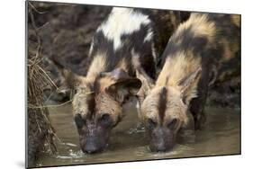 Two African Wild Dogs (African Hunting Dog) (Cape Hunting Dog) (Lycaon Pictus) Drinking-James Hager-Mounted Photographic Print