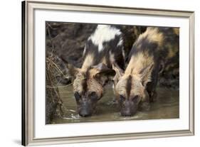 Two African Wild Dogs (African Hunting Dog) (Cape Hunting Dog) (Lycaon Pictus) Drinking-James Hager-Framed Photographic Print