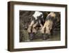 Two African Wild Dogs (African Hunting Dog) (Cape Hunting Dog) (Lycaon Pictus) Drinking-James Hager-Framed Photographic Print