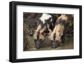 Two African Wild Dogs (African Hunting Dog) (Cape Hunting Dog) (Lycaon Pictus) Drinking-James Hager-Framed Photographic Print