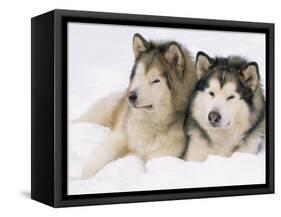 Two Alaskan Malamute Dogs, USA-Lynn M. Stone-Framed Stretched Canvas