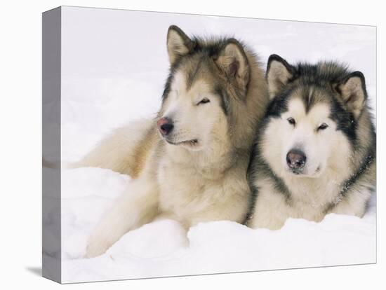 Two Alaskan Malamute Dogs, USA-Lynn M. Stone-Stretched Canvas