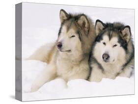 Two Alaskan Malamute Dogs, USA-Lynn M. Stone-Stretched Canvas