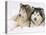 Two Alaskan Malamute Dogs, USA-Lynn M. Stone-Stretched Canvas