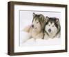 Two Alaskan Malamute Dogs, USA-Lynn M. Stone-Framed Premium Photographic Print