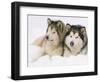 Two Alaskan Malamute Dogs, USA-Lynn M. Stone-Framed Premium Photographic Print